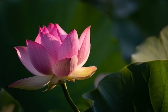 Close up of pink lotus flower with blurred green leaves as background